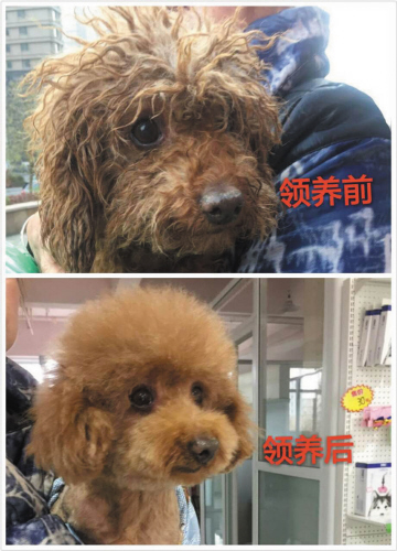 哈希娱乐- 哈希游戏平台- 哈希游戏官方网站学宠物美容要多久？学宠物美容到底挣不挣钱？