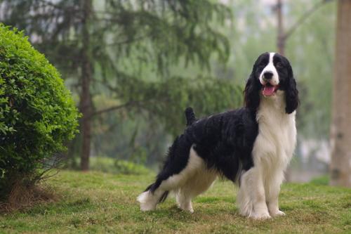 济南一小区多只宠物死亡 疑恶意投毒_宠物美容