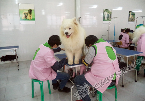 萨摩犬美容