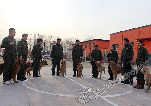 训犬师培训学校