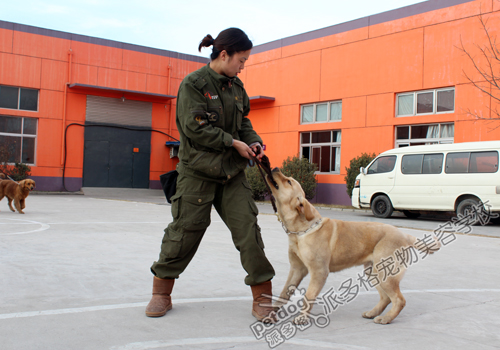 犬只行为训练课