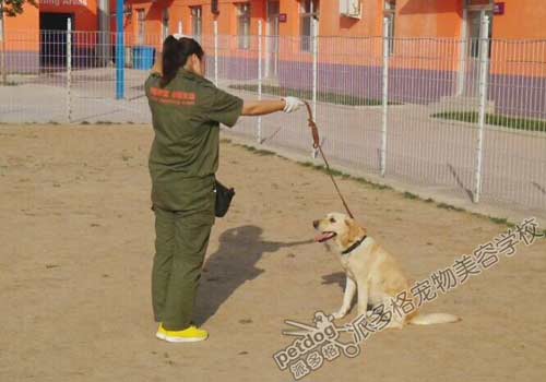 派多格训犬师