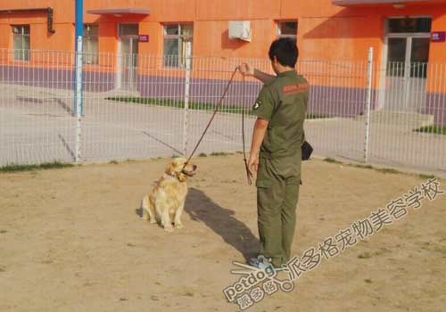 派多格训犬师