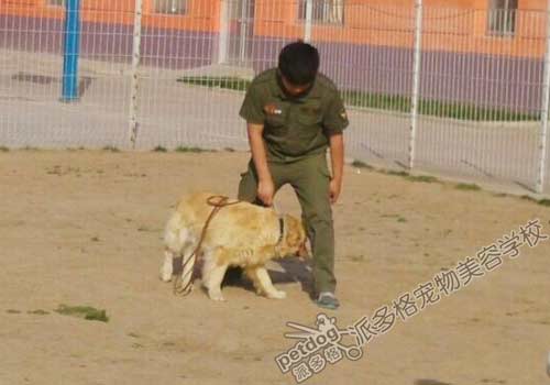 派多格训犬师