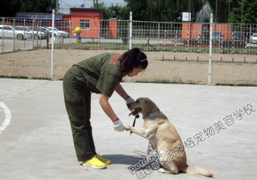 派多格训犬师