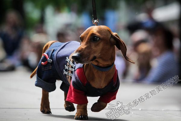 圣彼得堡腊肠犬“盛装”游行萌翻人