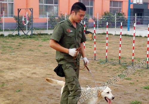 派多格训犬学校