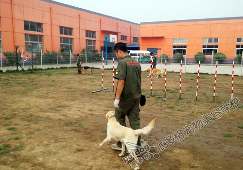 派多格训犬学校