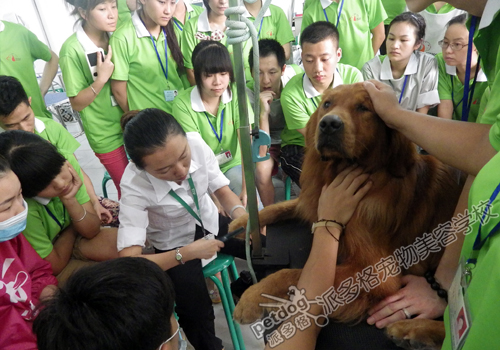 派多格宠物美容师