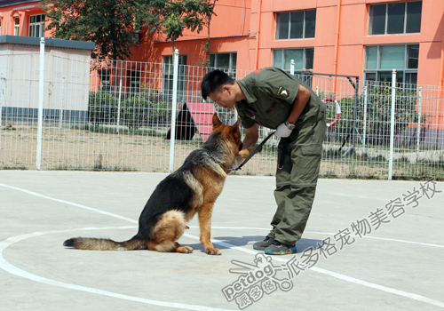 派多格训犬师