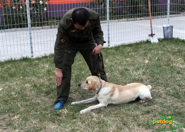 派多格训犬师