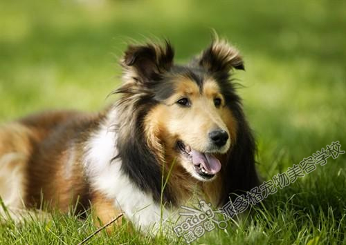 苏格兰牧羊犬