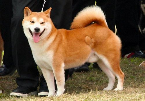 秋田犬