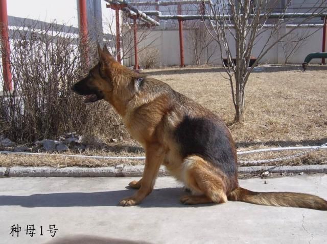 肥胖的德国牧羊犬