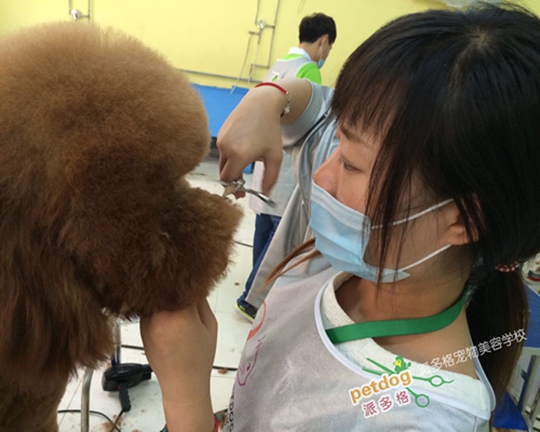 宠物美容培训