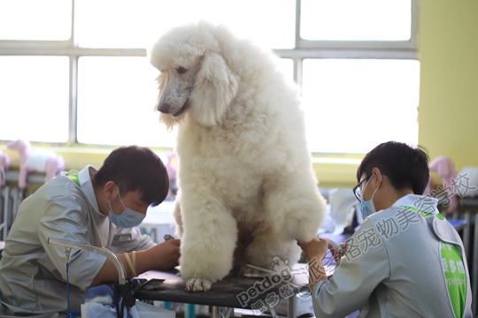 宠物美容培训