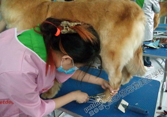 宠物美容师