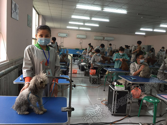 宠物美容师