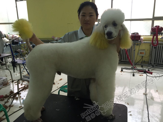 宠物美容师